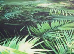 Tapete Selbstklebend Grün Dschungel Farnblätter 368441 2 Tapete Selbstklebend Grün Dschungel Farnblätter 368441 -livingwalls Tapeten Tapete Selbstklebend gruen Dschungel Farnblaetter 368441 63203746 1